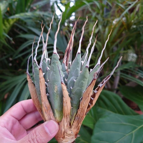 アガベ ユタエンシス ネバデンシス S3 Agave uthaensis var. nevadensis