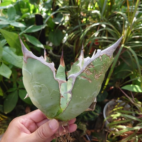 アガベ チタノタ オアハカ Agave titanota Oaxaca 16