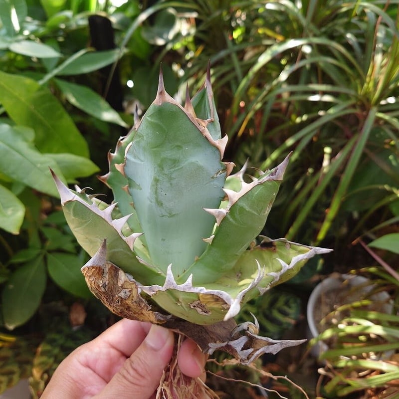 アガベ チタノタ オアハカ Agave titanota Oaxaca 18