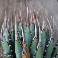 s*i様 アガベ ジェントリー ジョーズ gentryi Jaws ＵＳ輸入株 アガベ ジェントリー ジョーズ agave gentryi 