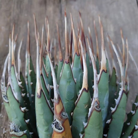 アガベ ユタエンシス ネバデンシス 2 Agave uthaensis var. nevadensis