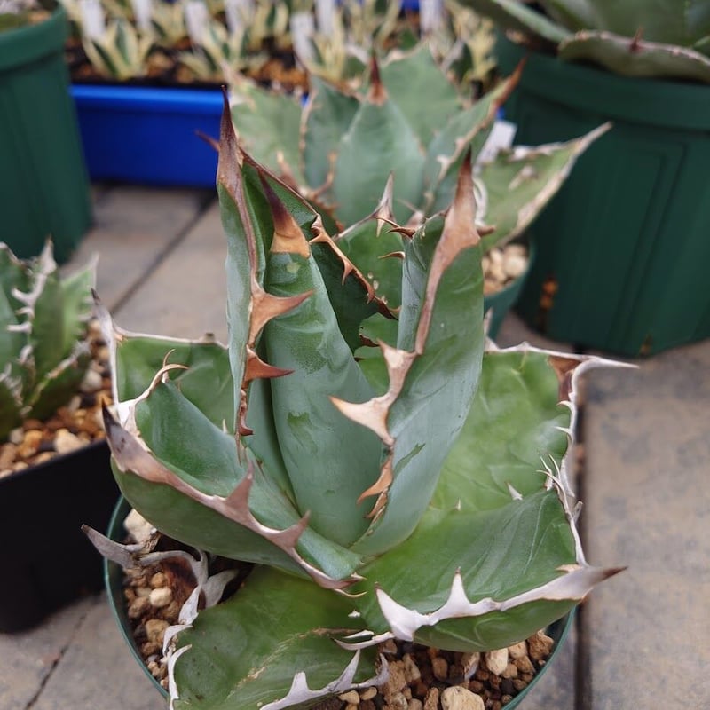 アガベ チタノタ オアハカ Agave titanota Oaxaca 14