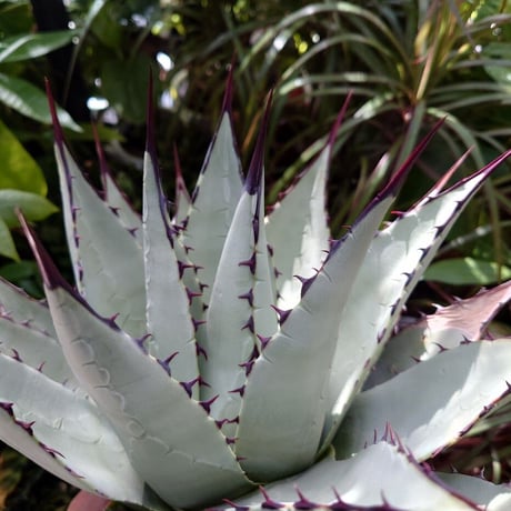 アガベ パリー ネオメキシカーナ agave prryi ssp.neomexicana 2