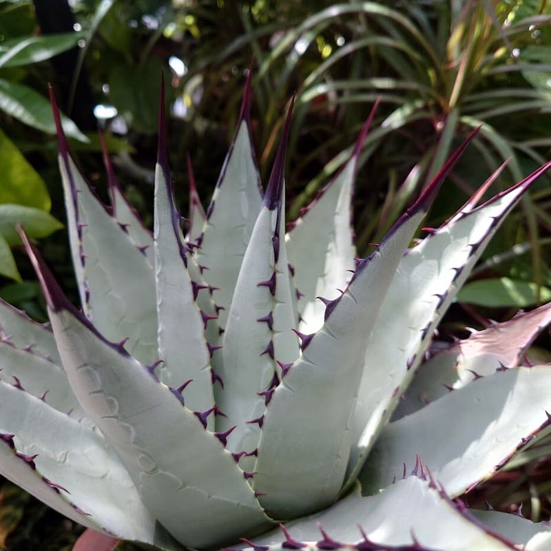 アガベ パリー ネオメキシカーナ agave prryi ssp.neomexicana 2 アガベ パリー ネオメキシカーナ agave prryi ssp.neomexicana 2