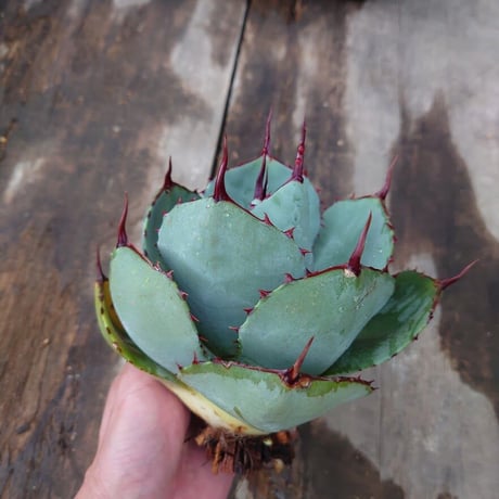 アガベ パリー トランカータ agave parryi truncata 1