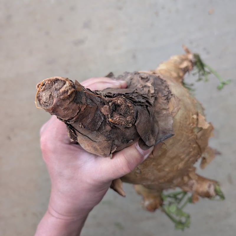 キフォステンマ マクロプス 7 Cyphostemma uter macropus 【発根済】