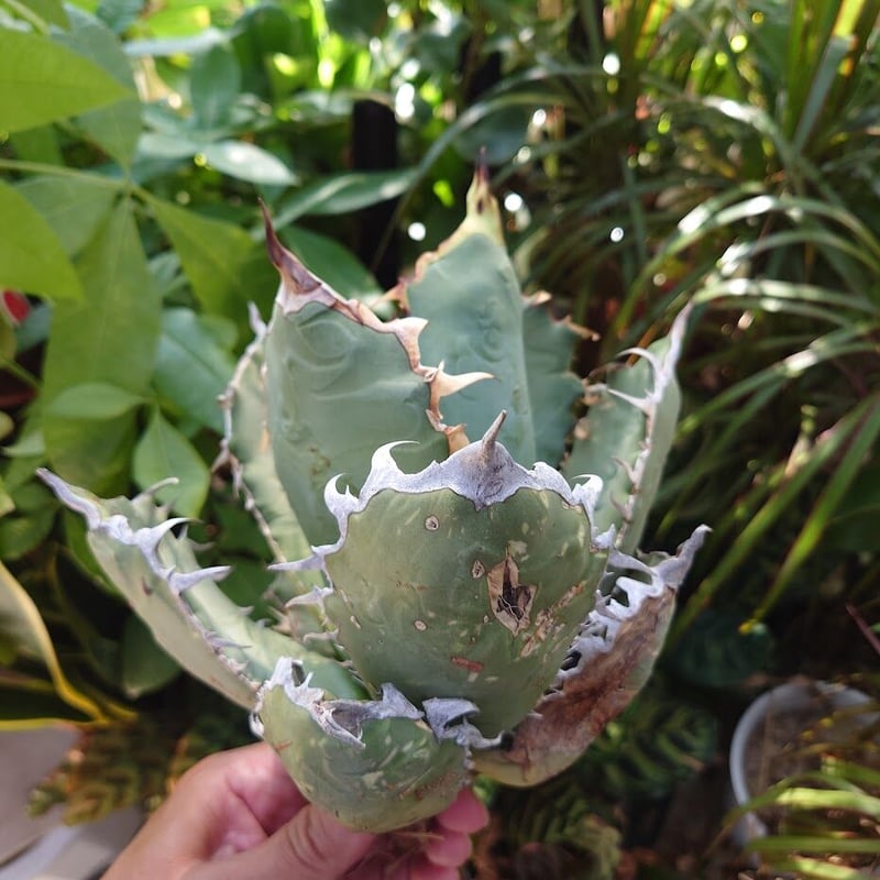 アガベ チタノタ オアハカ Agave titanota Oaxaca 19 | Mellow アガベ チタノタ オアハカ Agave titanota Oaxaca 19 | Mellow