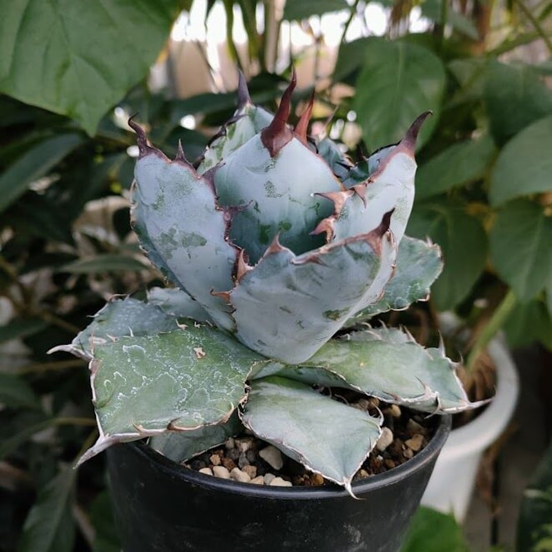 アガベ チタノタ ブラックアンドブルー Agave titanota アガベ チタノタ ブラックアンドブルー Agave titanota