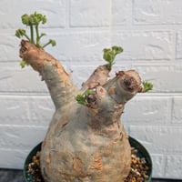 キフォステンマ マクロプス 3 Cyphostemma uter macropus 【発根済】
