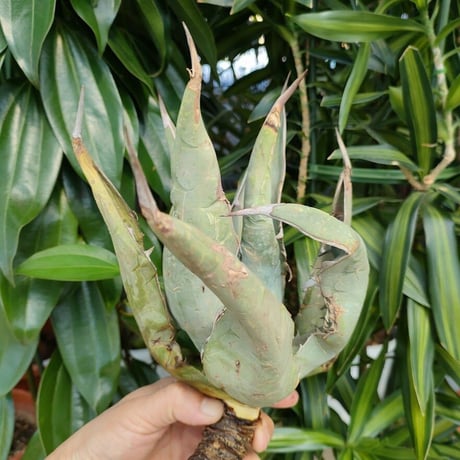 アガベ チタノタ オアハカ Agave titanota Oaxaca 7