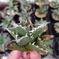 アガベ ホリダ agave horrida 1 【大株・美株】 | Mellow Yard