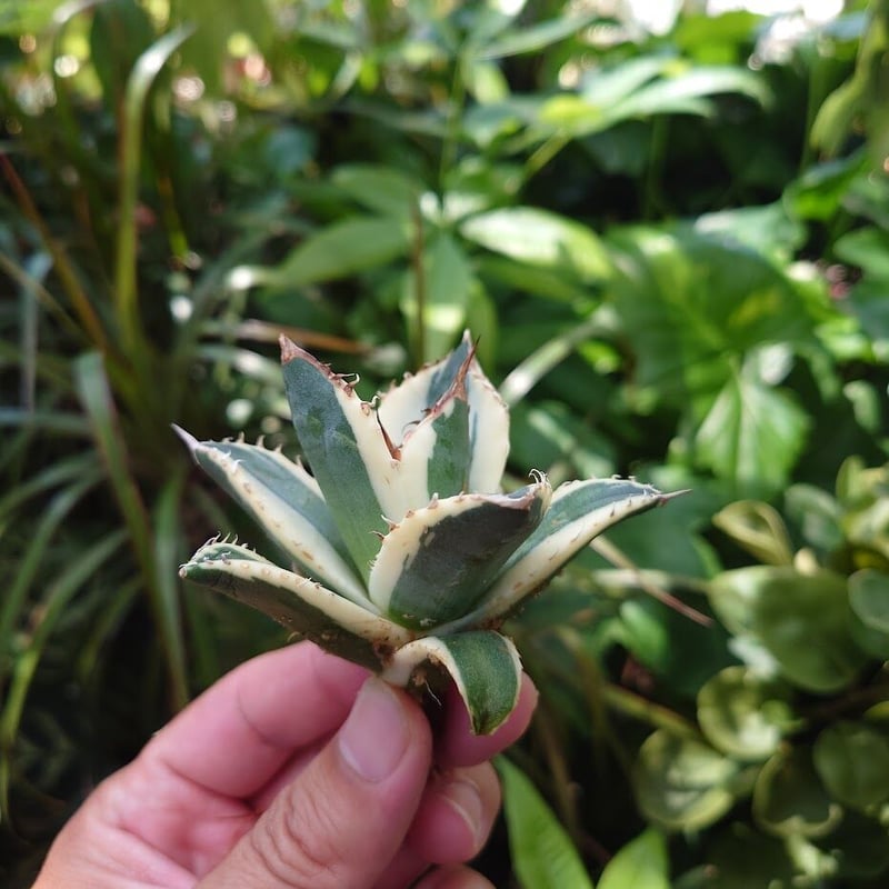 アガベ チタノタ スナグルトゥース 12 アガベ チタノタ スナグルトゥース ST13 | Mellow Yard