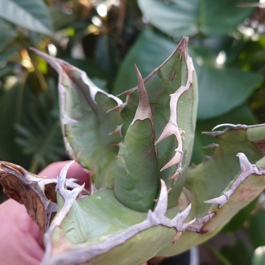 アガベ　チタノタ　オアハカ アガベ チタノタ オアハカ 輸入株 | GREEN LUCK