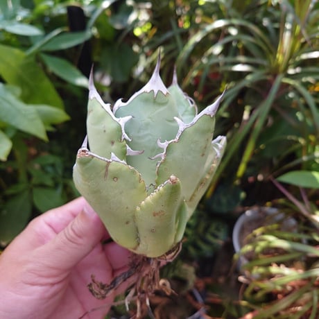 アガベ チタノタ オアハカ Agave titanota Oaxaca 13