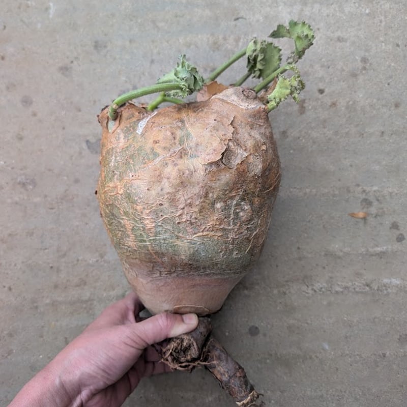 y*i様 キフォステンマ ウター マクロプス Cyphostemma macro キフォステンママクロプス | STORES