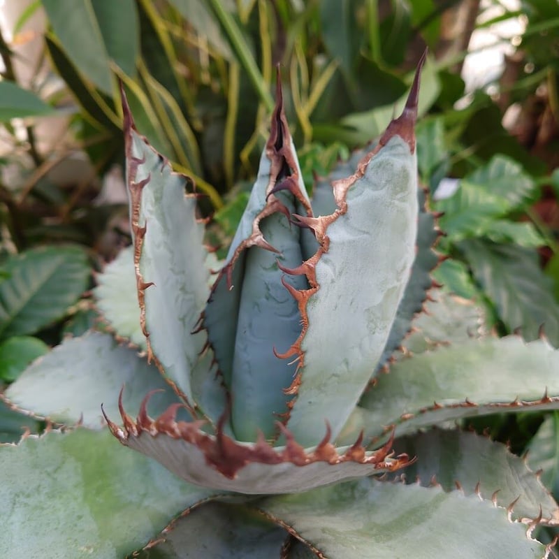 アガベ チタノタ ライオンズメーン メイン Agave titanota