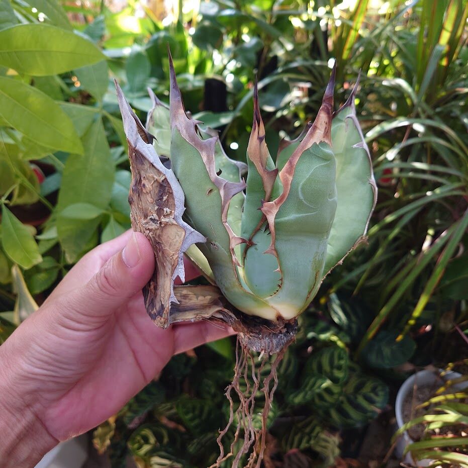 アガベ チタノタ オアハカ Agave titanota Oaxaca 16 | Mellow