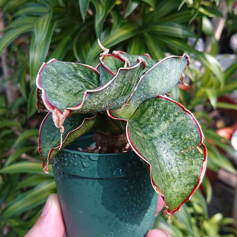 サンスベリア Sansevieria Dragon Blue v サンスベリア ドラゴンウィング Sansevieria sp. Mafinga