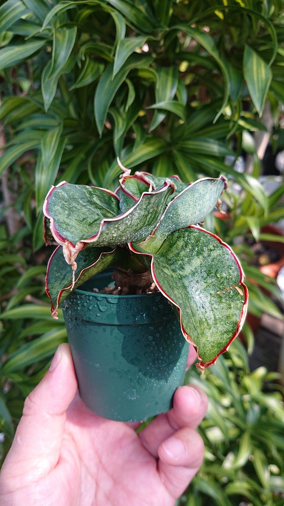 送料無料】Sansevieria sp. Mafinga Tanzania Dragon サ