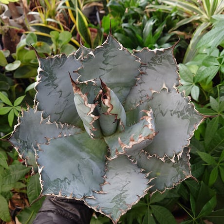 アガベ チタノタ ライオンズメーン メイン Agave titanota Lion's Mane L0