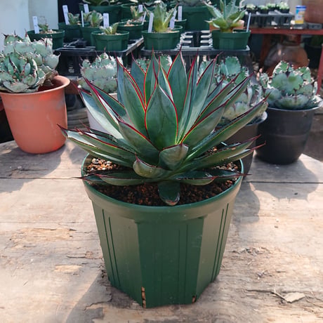 no.3 アガベ ブルーグロウ agave blue grow 【発根済】