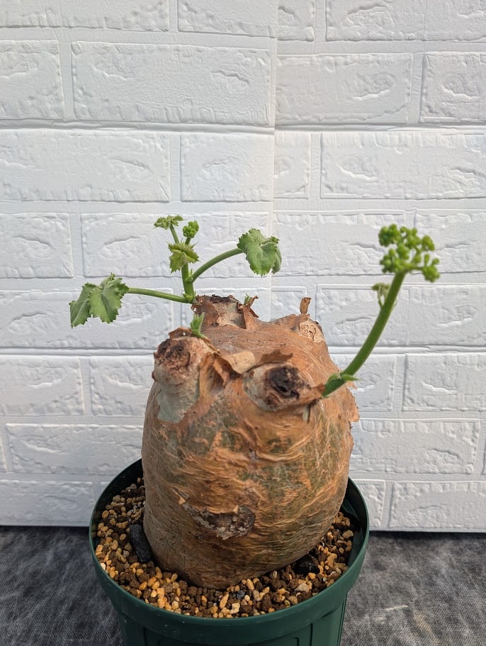 キフォステンマ マクロプス　2024年12月発根済　鉢ごと発送　莫大　３キロ超え キフォステンマ マクロプス 2024年12月発根済 鉢ごと発送 莫大 3キロ超え