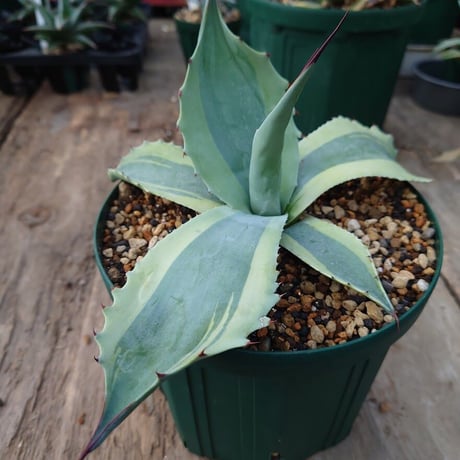 アガベ オバティフォリア オルカ 1 Agave ovatifolia variegated 'ORCA'