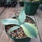 アガベ オバティフォリア オルカ 1 Agave ovatifolia variegated \'ORCA\'