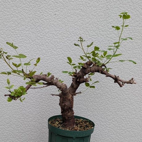 コミフォラ ボラネンシス 1 Commiphora boranensis