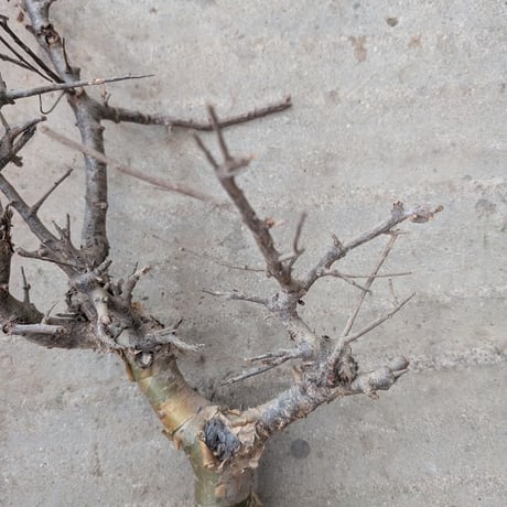コミフォラ ピンネイトリーブス 1 Commiphora pinnate leaves