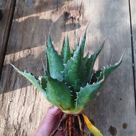 アガベ モンタナ Agave Montana 2