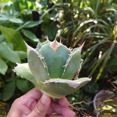 アガベ チタノタ オアハカ Agave titanota Oaxaca 15
