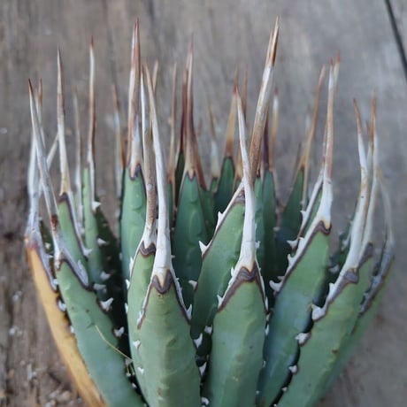 アガベ ユタエンシス ネバデンシス 2 Agave uthaensis var. nevadensis
