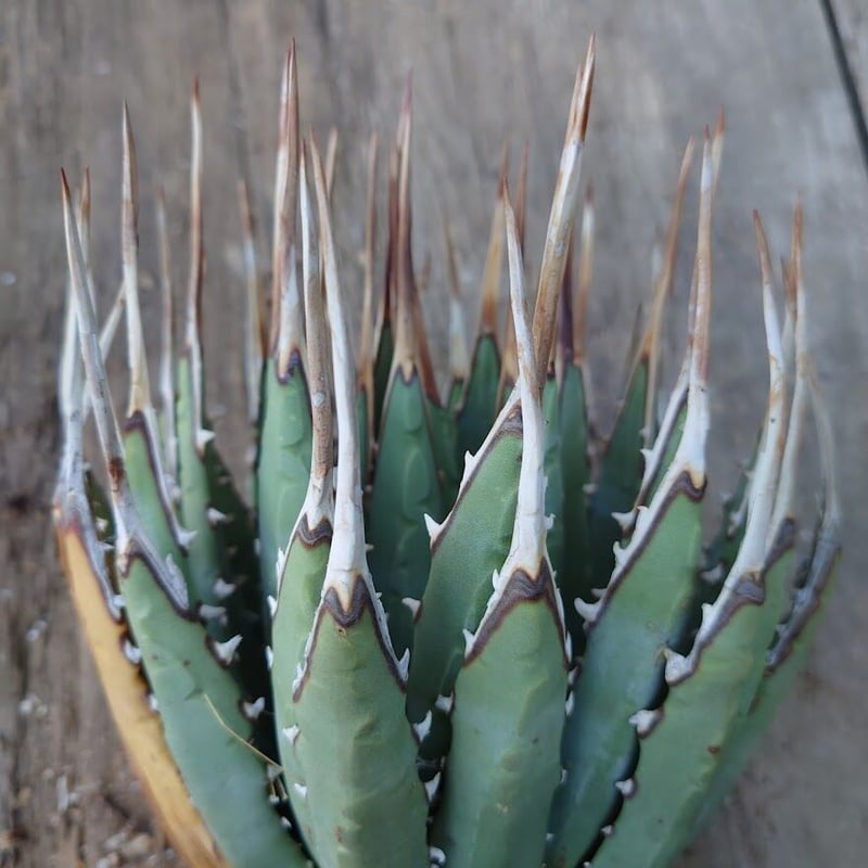 アガベ ユタエンシス ネバデンシス 2 Agave uthaensis var. nevade