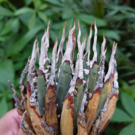 アガベ ユタエンシス ネバデンシス YN23 Agave uthaensis var. nevadensis