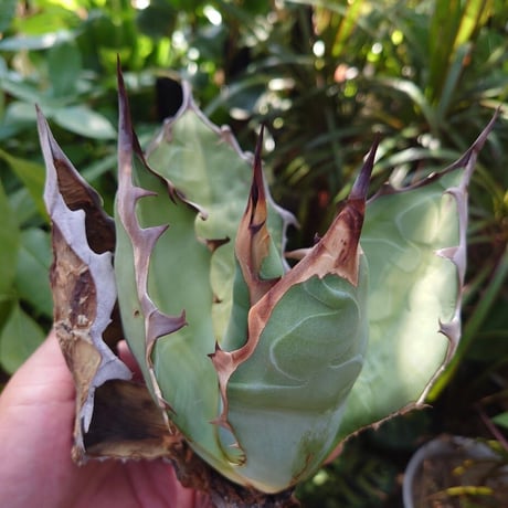 アガベ チタノタ オアハカ Agave titanota Oaxaca 16