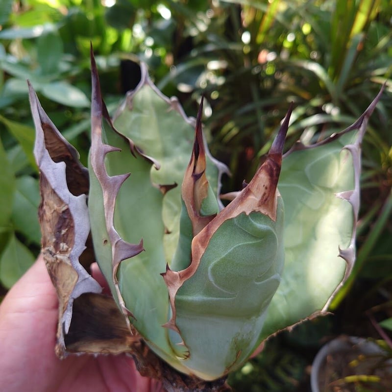 アガベ チタノタ オアハカ Agave titanota Oaxaca 16 | Mellow アガベ チタノタ オアハカ Agave titanota Oaxaca 16 | Mellow