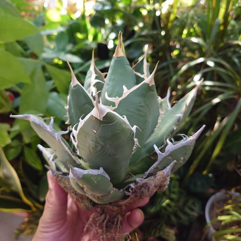 アガベ チタノタ オアハカ Agave titanota Oaxaca 18