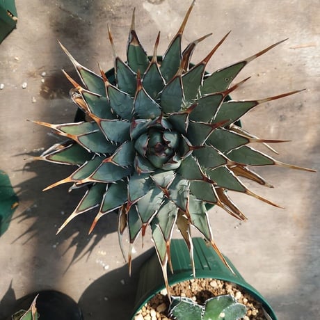 アガベ ユタエンシス ネバデンシス 8 Agave uthaensis var. nevadensis