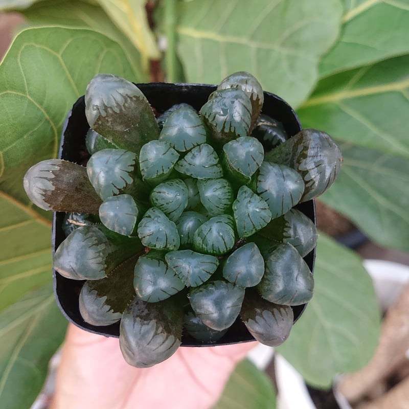 多肉植物 ハオルチア オブツーサ OB-1 | Mellow Yard