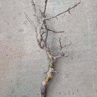 コミフォラ ピンネイトリーブス 1 Commiphora pinnate leaves