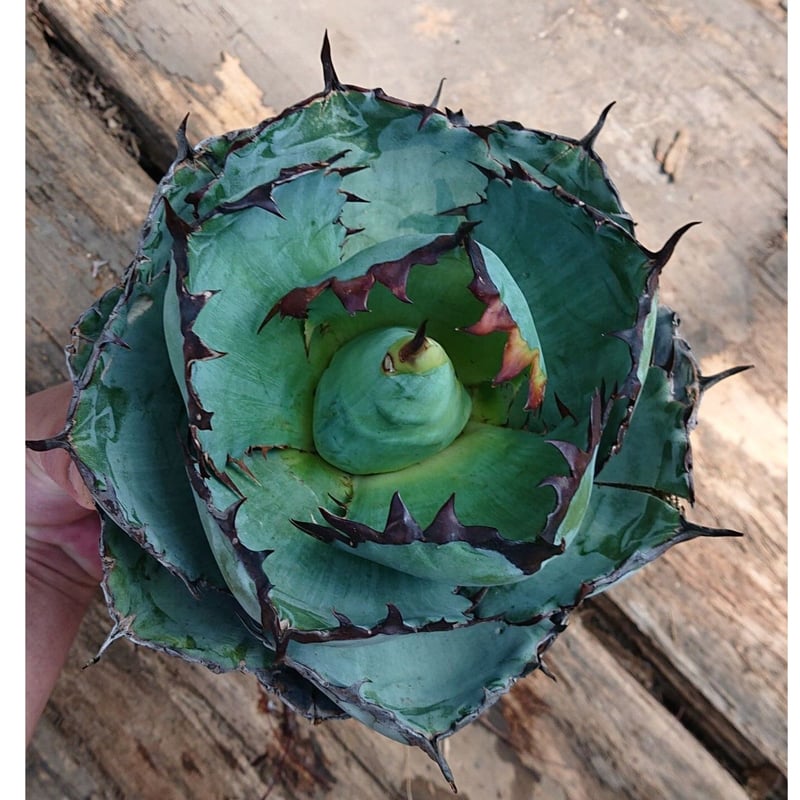 no.5 アガベ チタノタ ブラックアンドブルー Agave titanota black&b