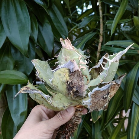 アガベ チタノタ オアハカ Agave titanota Oaxaca 1