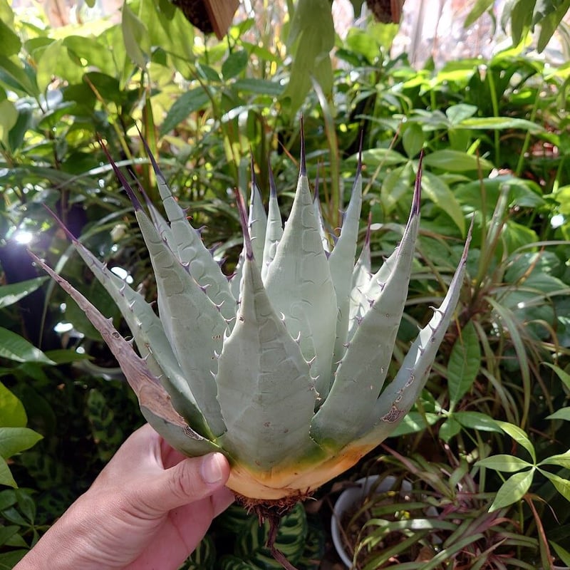 アガベ パリー ネオメキシカーナ agave prryi ssp.neomexicana 1 アガベ パリー ネオメキシカーナ agave prryi ssp.neomexicana 1