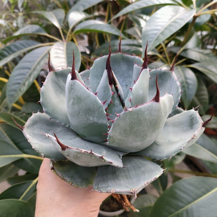 アガベ パリー トランカータ agave parryi truncata P1 | Mello アガベ パリー トランカータ agave parryi truncata P1 | Mello
