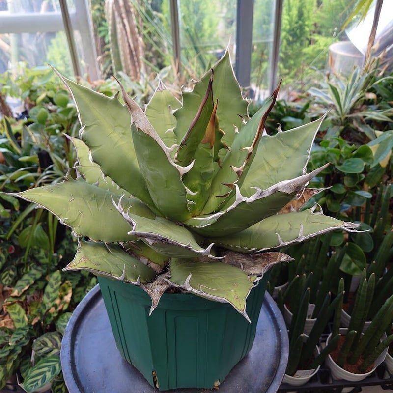 アガベ チタノタ オアハカ Agave titanota Oaxaca 8 【訳あり】 | M...