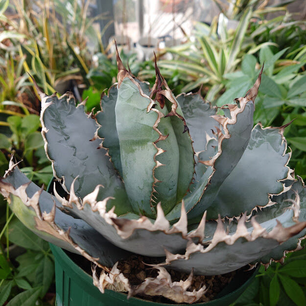 アガベ チタノタ ライオンズメーン② アガベ チタノタ ライオンズ