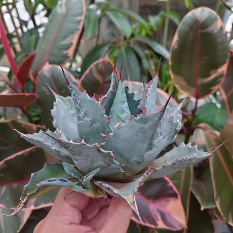 アガベ パラサナ グローブ agave parrasana globe P4