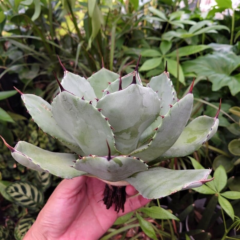 アガベ　パリー　トランカータ Agave parryi var. truncata【アガベ・パリー・トランカータ