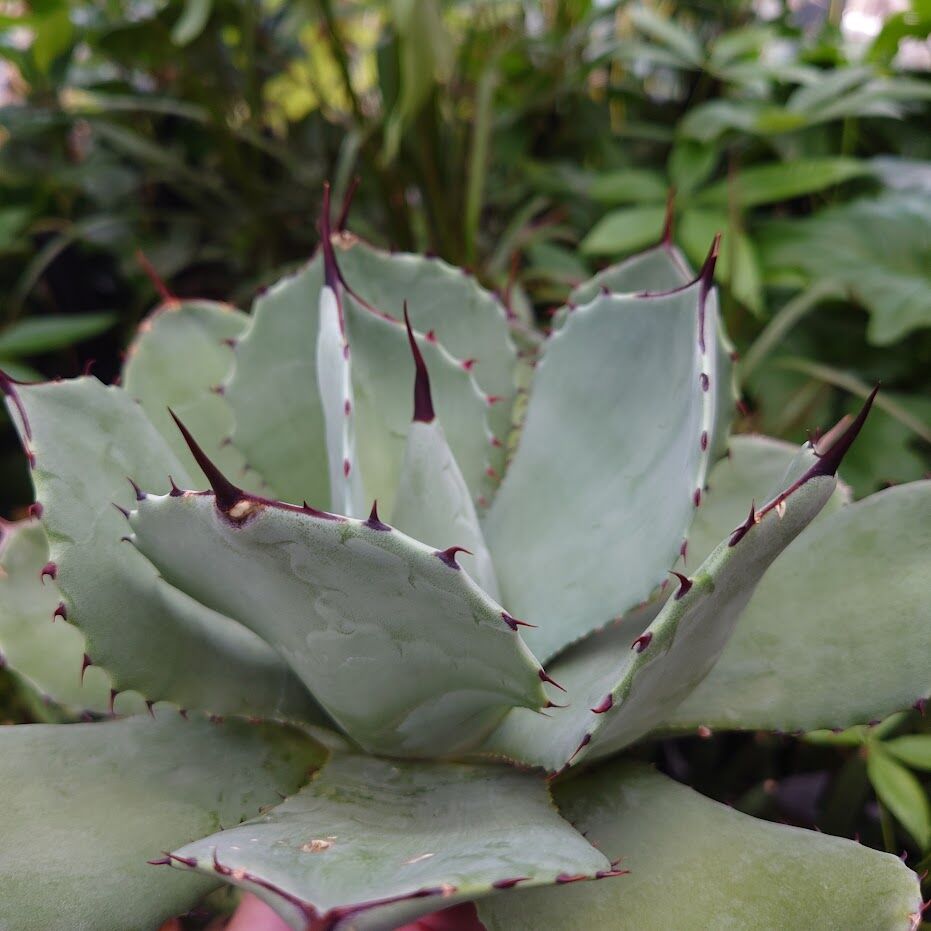 アガベ パリー トランカータ agave parryi truncata P5 | Mello アガベ パリー トランカータ agave parryi truncata P5 | Mello